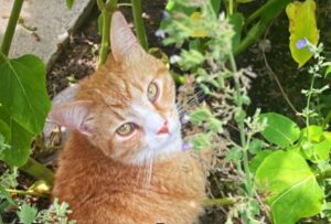 Un gatto dalle doti speciali: come Lupin ruba silenziosamente e poi si vanta dei suoi trofei