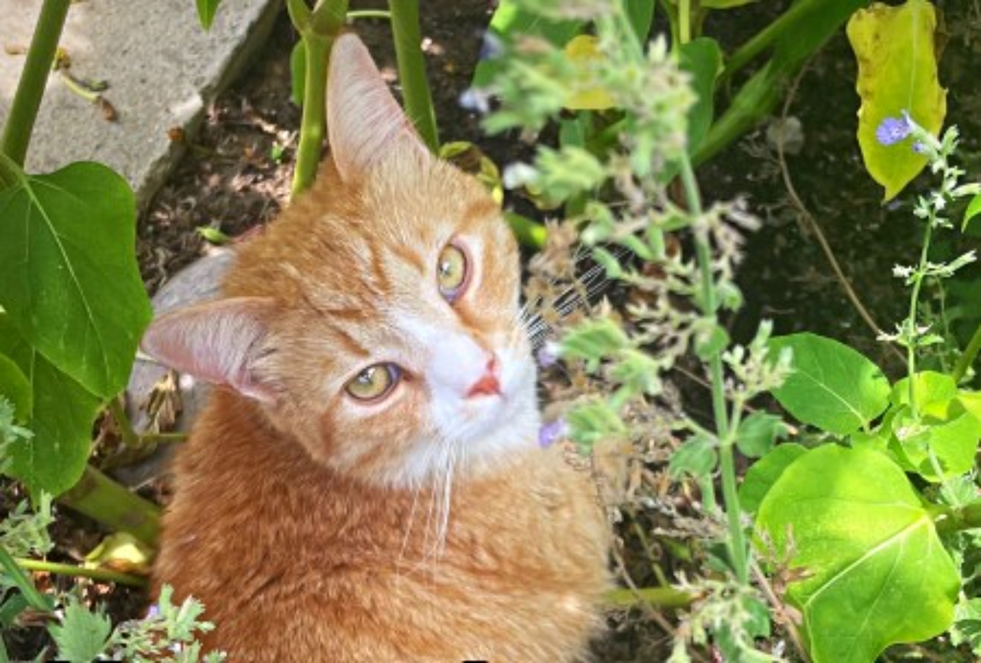 il gatto che ruba tutto come Lupin