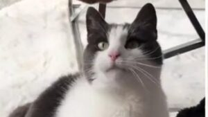 Una coppia accoglie una gatta di 10 anni dopo che il vicino “non la voleva più”
