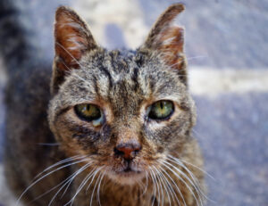 Un’altra epidemia sta interessando i gatti: ci sono già sei esemplari contagiati
