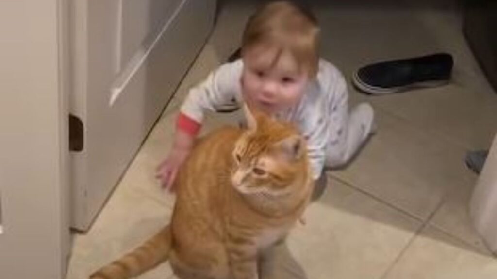 una bimba con un gatto arancione