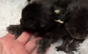 Questi gattini Maine Coon sono delle star per via di una loro caratteristica molto speciale (VIDEO)