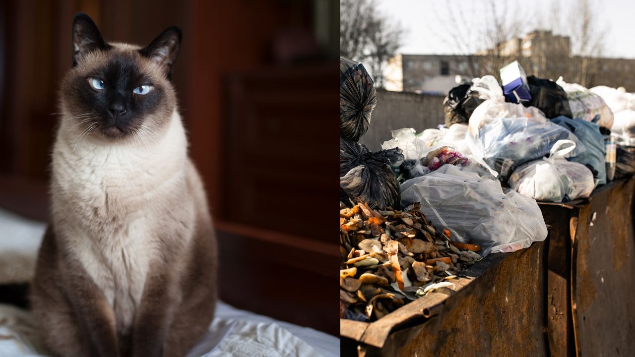 Gatto gettato nel cassonetto