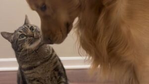 Il gatto riesce senza sforzo a catturare il cane: fra i due è chiarissimo chi è il vero capo (VIDEO)
