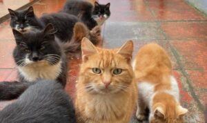 Colonia di gatti selvatici fuori controllo su un’isola del Regno Unito
