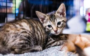 Riportano in rifugio il Soriano e fanno infuriare tutti: “Faceva troppe cose da gatto” (VIDEO)