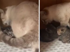 Tutti si sciolgono quando vedono questa mamma gatta intervenire e adottare subito un gattino che in realtà non è suo