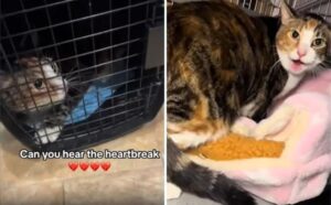 Un dolore immenso: un volontario fa vedere quanto stanno male due gatti riportati al rifugio dopo il divorzio dei loro padroni