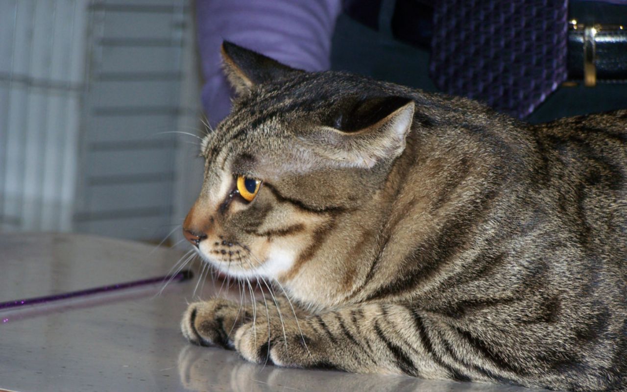 gatto dal veterinario