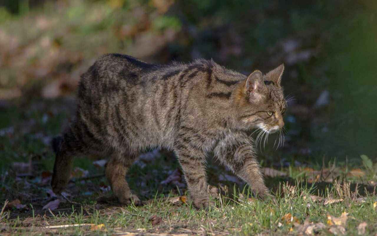 gatto che cammina in giardino