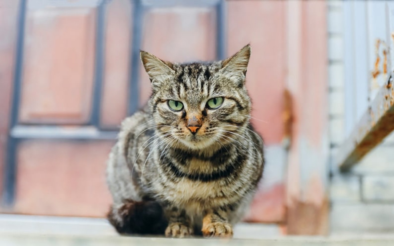 gatto accovacciato sulle zampe