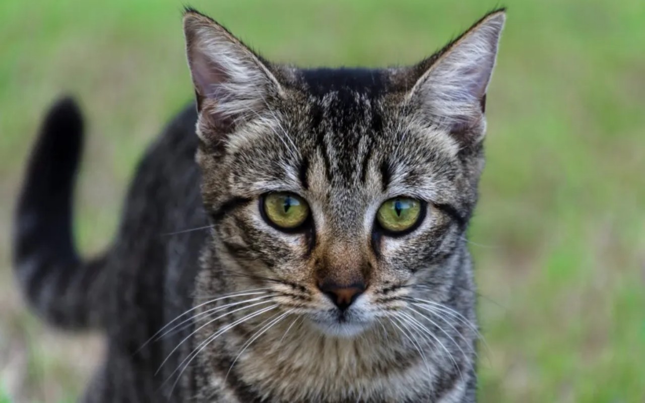 gatto con gli occhi verdi