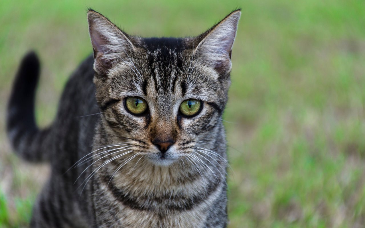 gatto sul prato