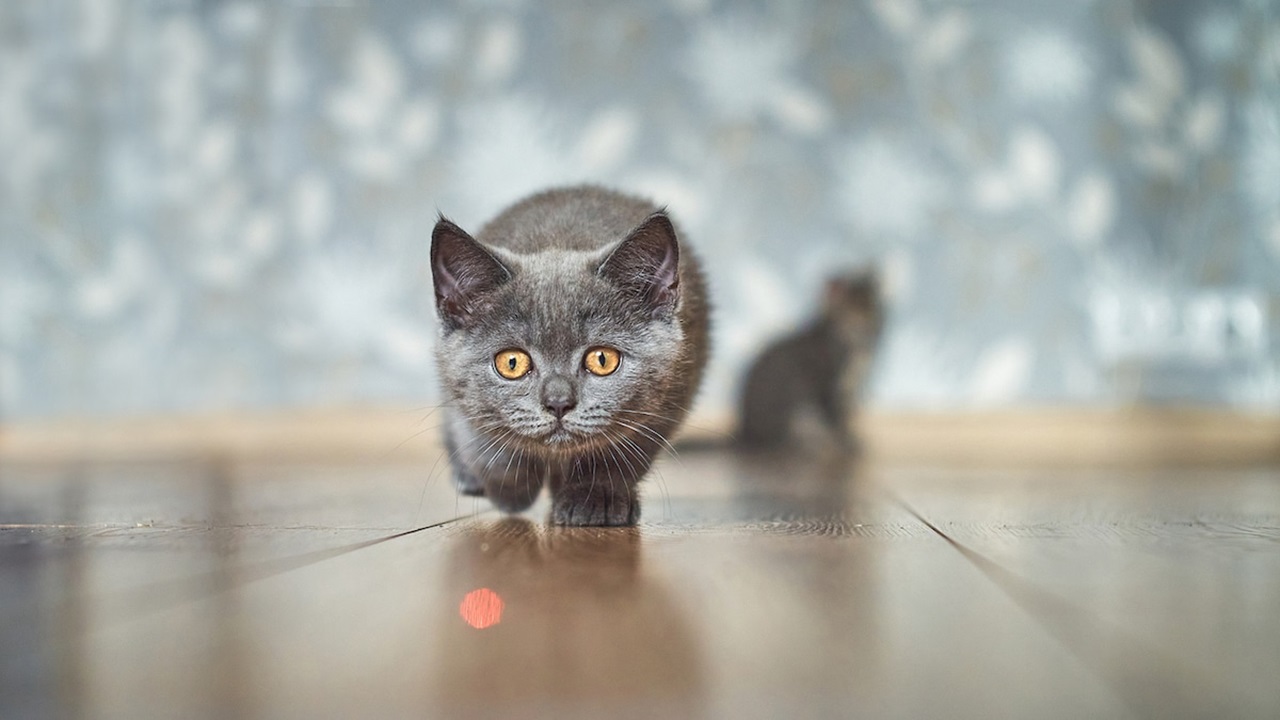 gatto gioca col laser