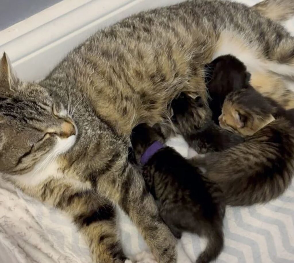 dei gattini con la loro mamma