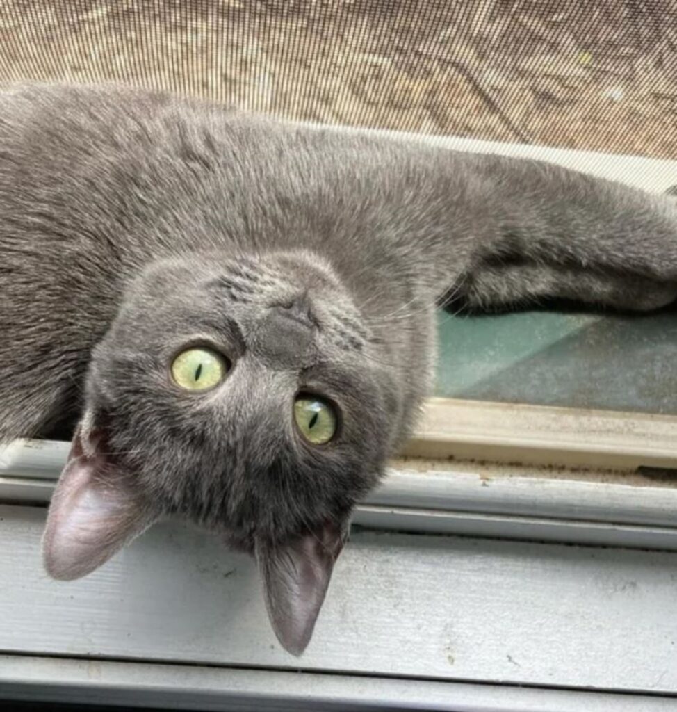 una gatta con gli occhi verdi