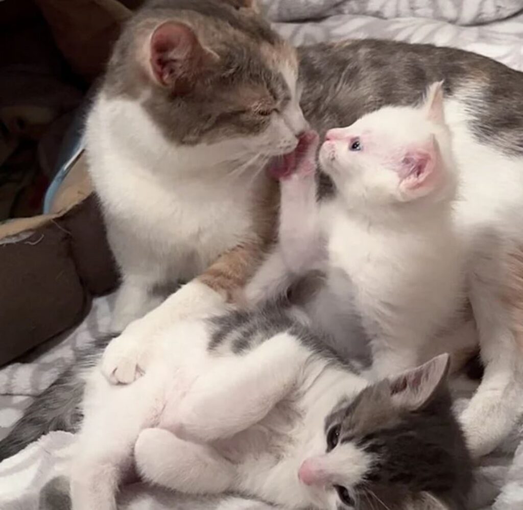 una mamma gatta con dei gattini
