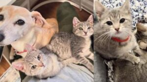 Li hanno trovati dentro una scatola: questi gattini saltavano ovunque per cercare di avere un po’ d’amore e calore