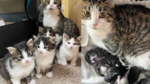 Mamma gatta randagia entra in casa una notte e ha deciso di tenere proprio lì i suoi amatissimi gattini