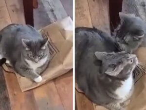 È riuscito a intrappolare un altro micio dentro un sacchetto di carta: l’abilità di questo gatto è da vero criminale