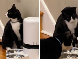 “È un hacker”: la donna riesce a catturare il momento in cui il gatto, con abilità, raggira il distributore smart di cibo