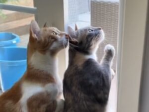 Questi due fratelli gatti condividono un momento estremamente speciale, tutto per loro