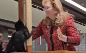 Non sono felicissimi: questi gatti in concorso decidono di prendersela con la persona che li sta giudicando (VIDEO)
