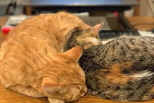I due gatti hanno ricevuto una promozione all’interno del reparto per cui “lavorano”