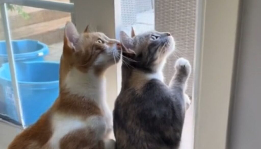 gattini accanto ad una finestra