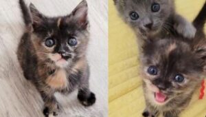 I gattini nati prematuri sembravano avere poche speranze, invece ora sono pronti a conquistare il mondo
