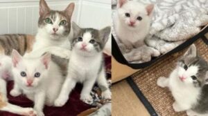 Mamma gatta e il suo cucciolo aprono il cuore a un gattino smarrito, formando una nuova bellissima famiglia