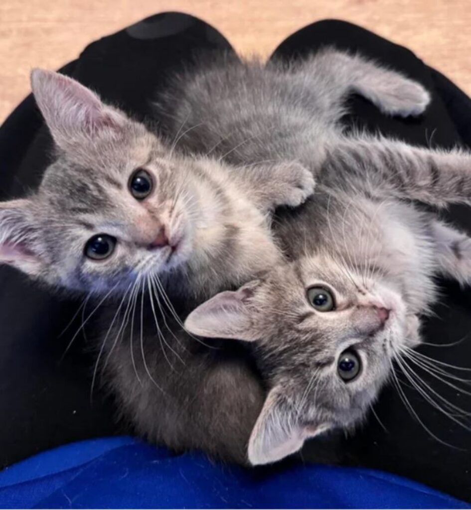 due gattini piccoli grigi
