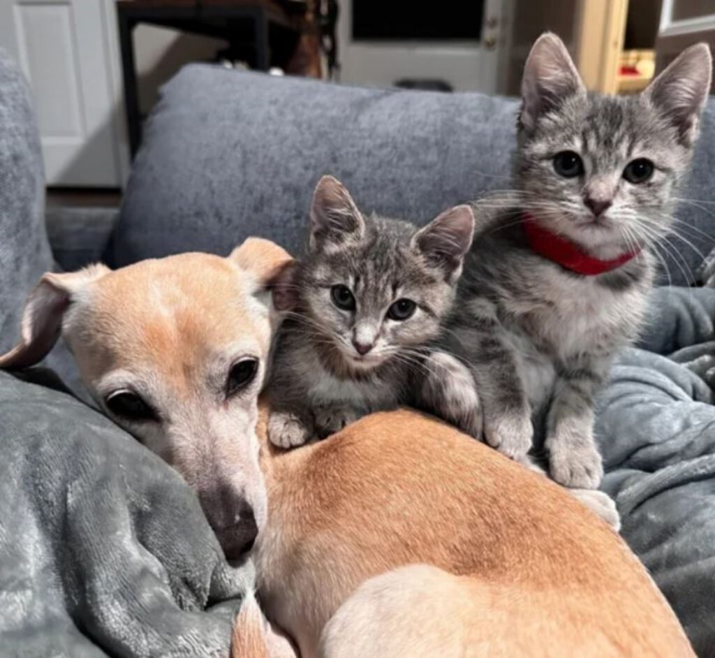 un cane con due piccoli gattini