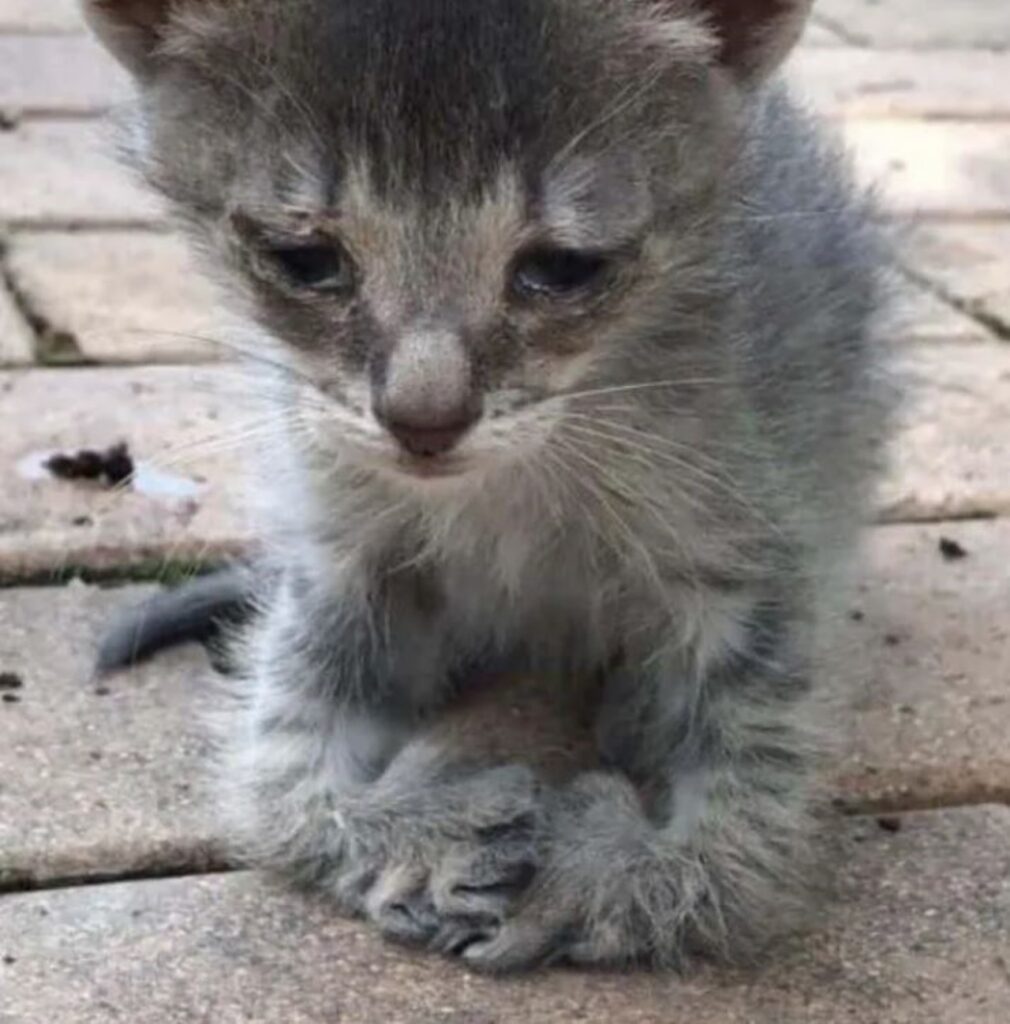 un gattino grigio