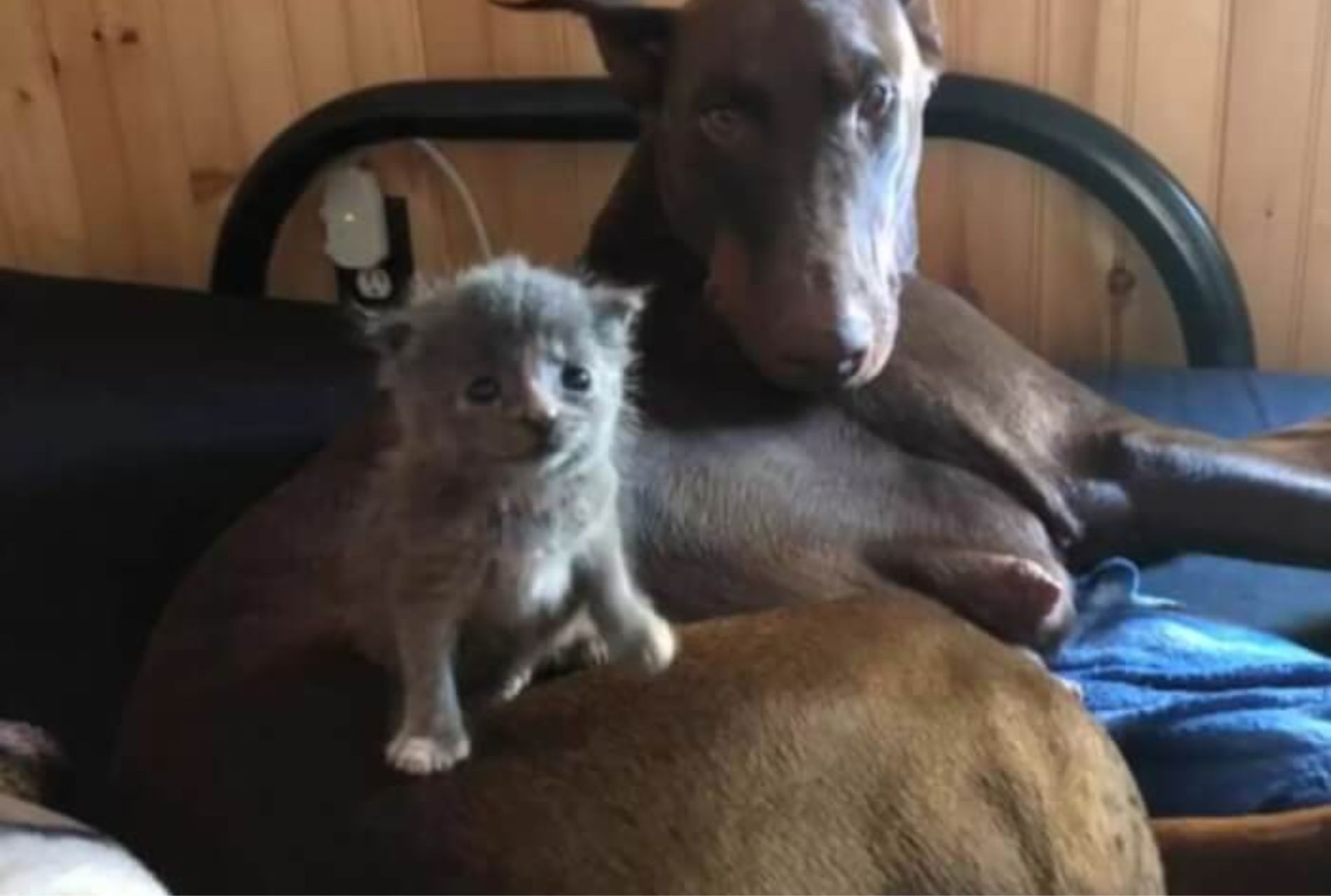 gattino adottato da cane