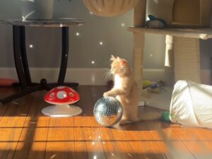 Sì, l’avventura che questo gattino vive con una palla da discoteca è la cosa più divertente che vedrete oggi
