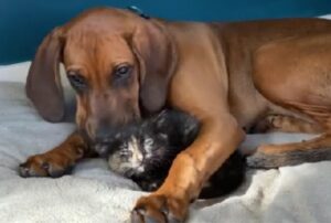Il gattino viene portato in una nuova casa: non poteva immaginare che avrebbe trovato un vero fratello maggiore
