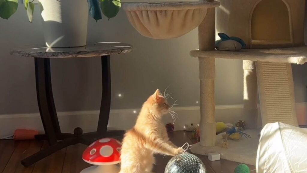 gattino appoggiato sulla pallla da discoteca