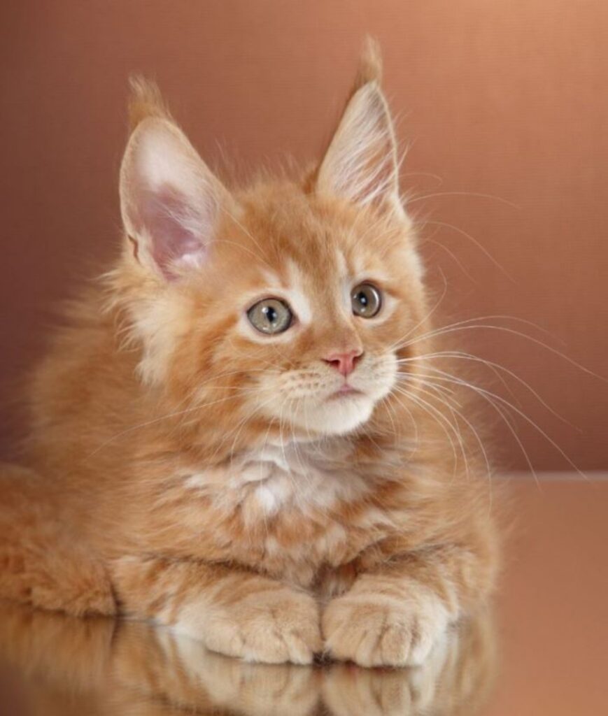 un gattino di razza Maine Coon