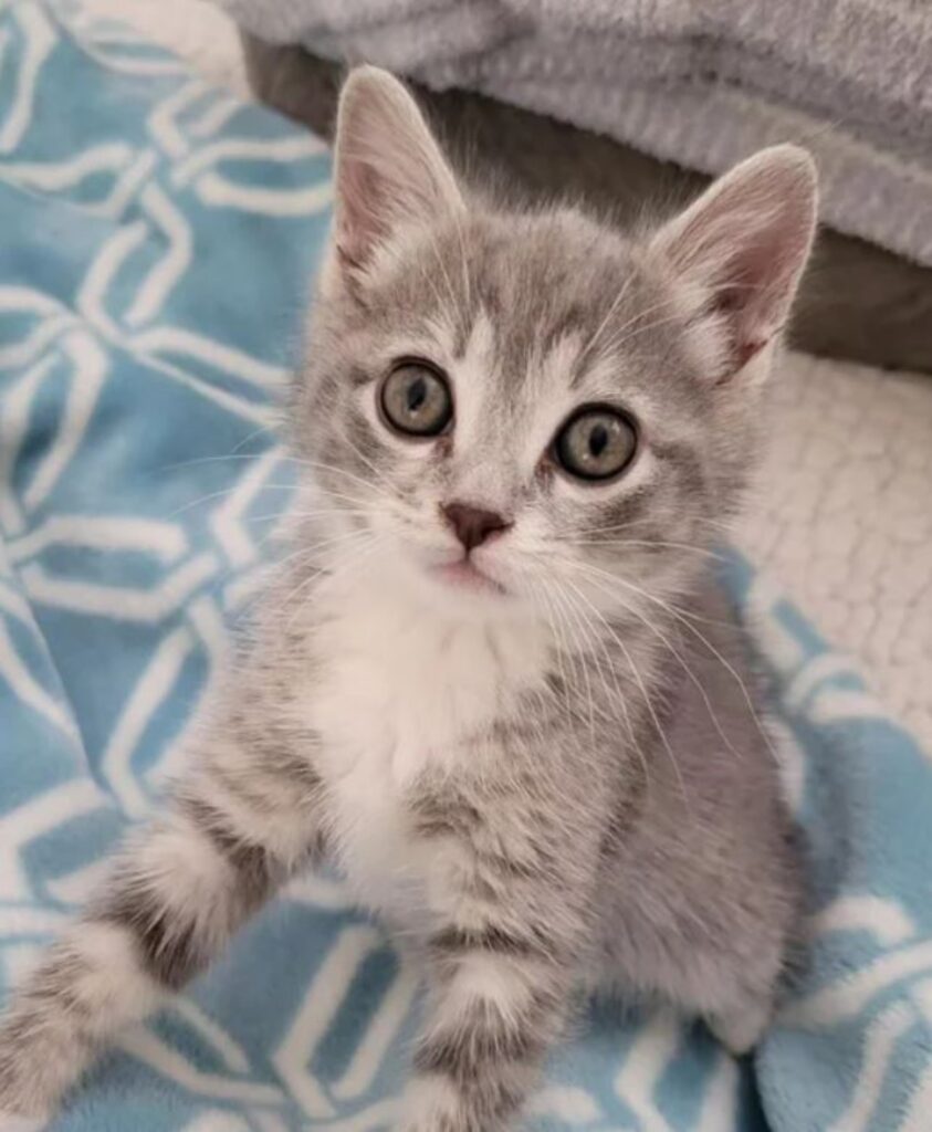un gattino grigio di nome Blueball