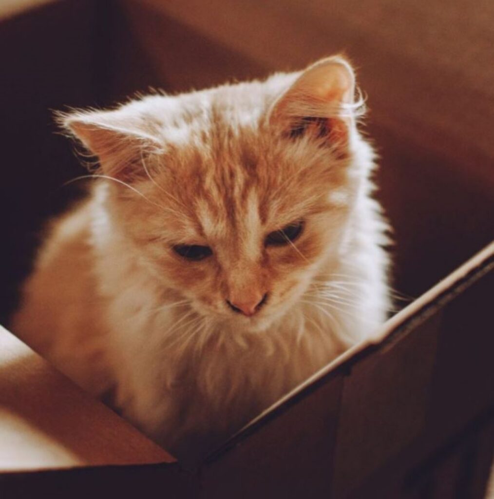 un gatto in una scatola