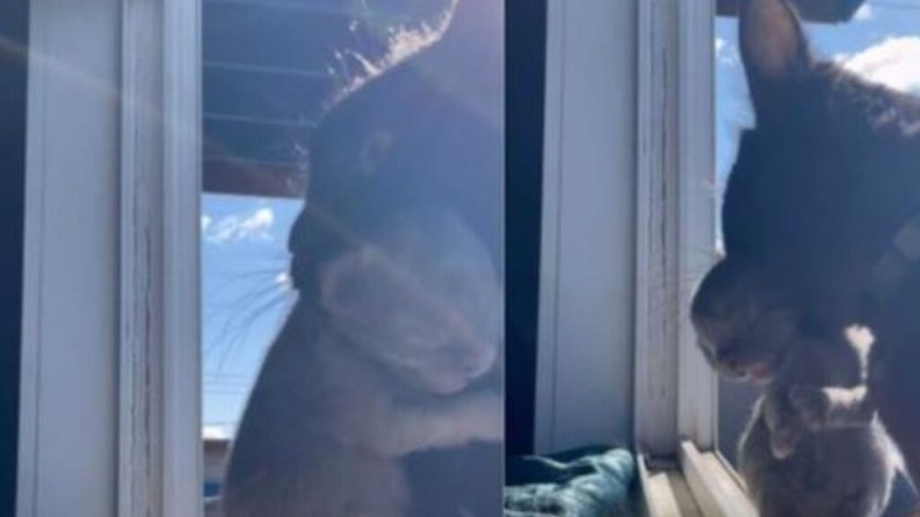 un gattino con la sua mamma gatta