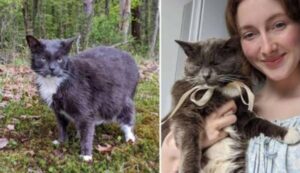 Il gatto è stato abbandonato due volte, ma quando arriva la terza adozione si trasforma completamente