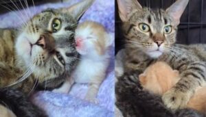 Hanno abbandonato mamma gatta ma lei ha cercato tutto l’aiuto possibile prima di riuscire a partorire