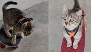 Era una palla di pelo trasandata e nervosa, poi questo gatto è diventato un vero sportivo