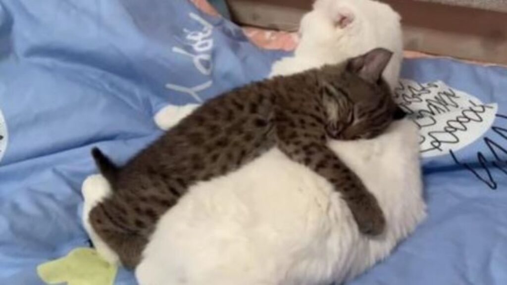 una lince abbraccia un gatto bianco