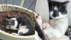 Hanno trovato questo gatto freddo e bagnato in una fioriera vicino alla strada: due mesi dopo la sua vita è completamente cambiata