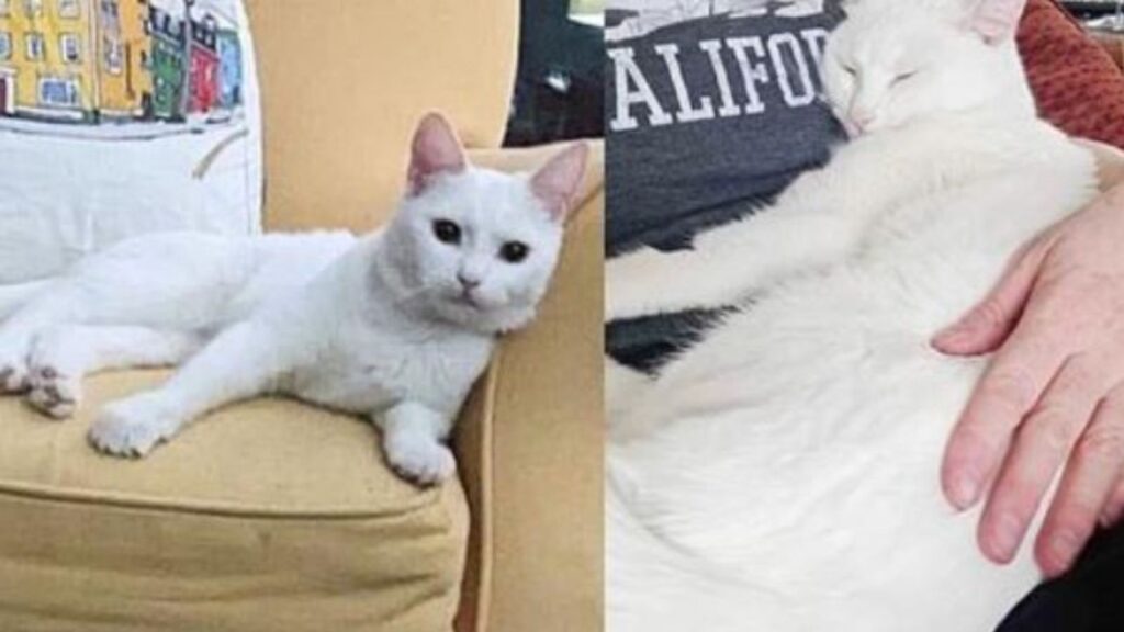 una gatta bianca