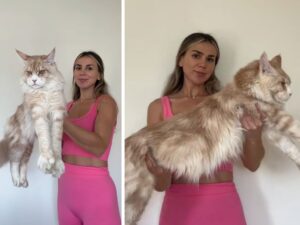 Un vero colosso: il “piccolo” gatto Maine Coon è già più grande di molti cani di piccola taglia