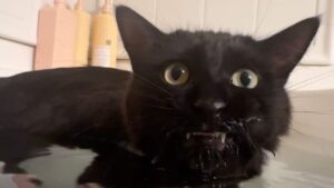 Una donna mostra a tutti cosa succede quando riempie la vasca da bagno: il gatto ama l’acqua quanto lei (VIDEO)